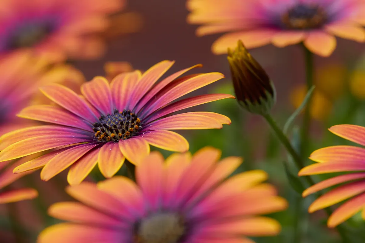 orange daisies in bloom