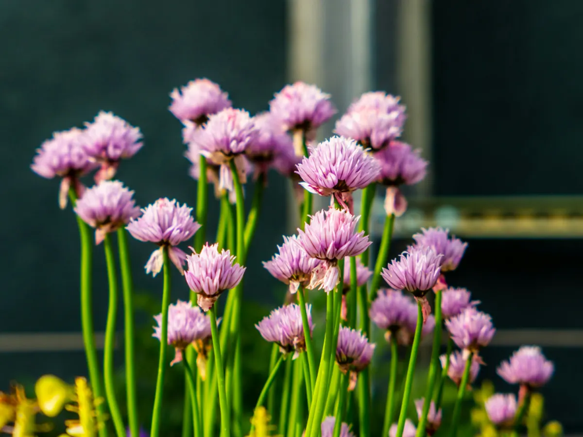 pink chive flowers