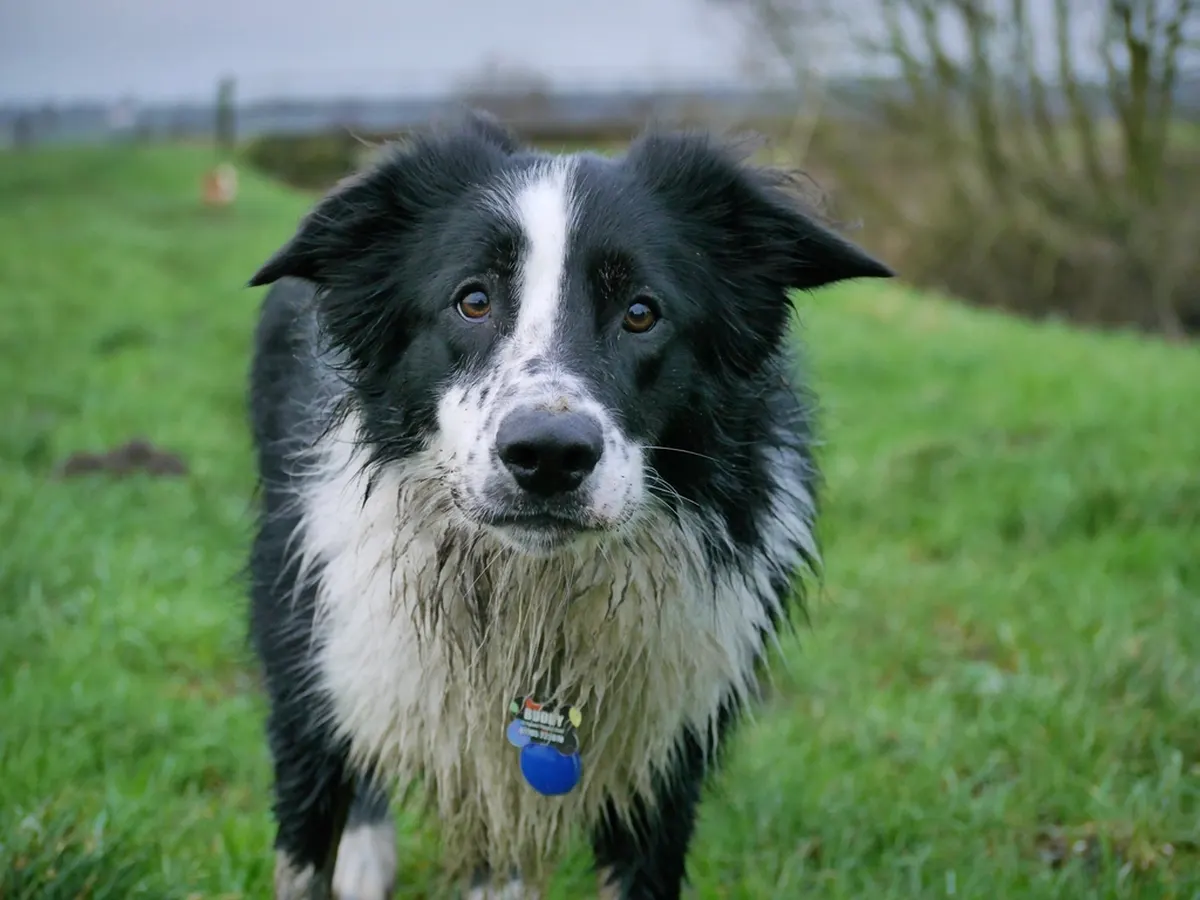 border collie sitting on grass