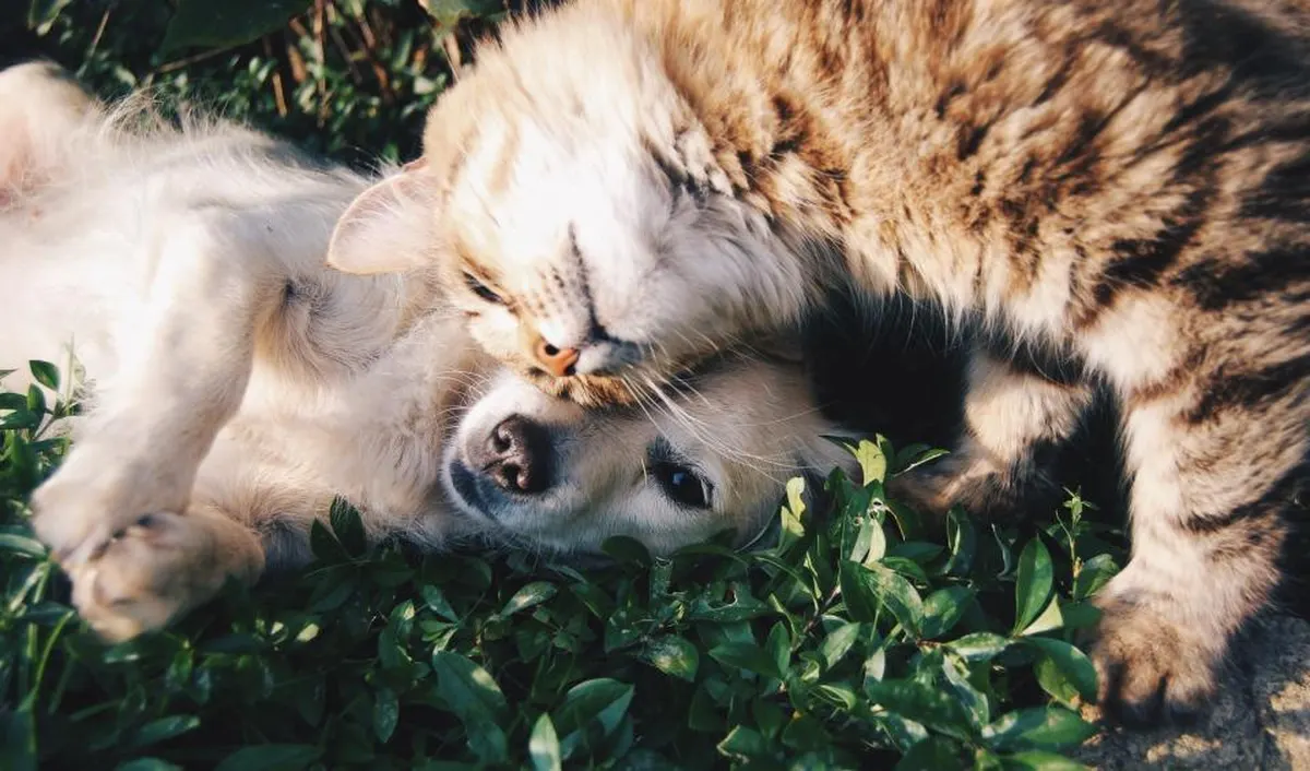 cat and dog resting together outdoors