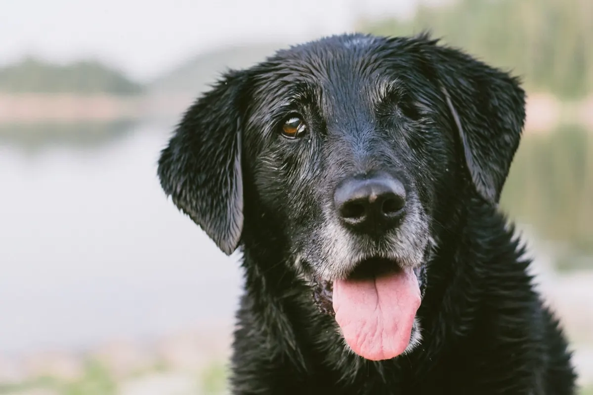 black labrador smiling