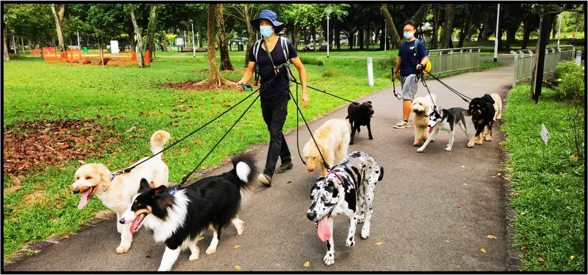 person walking several dogs on a park path