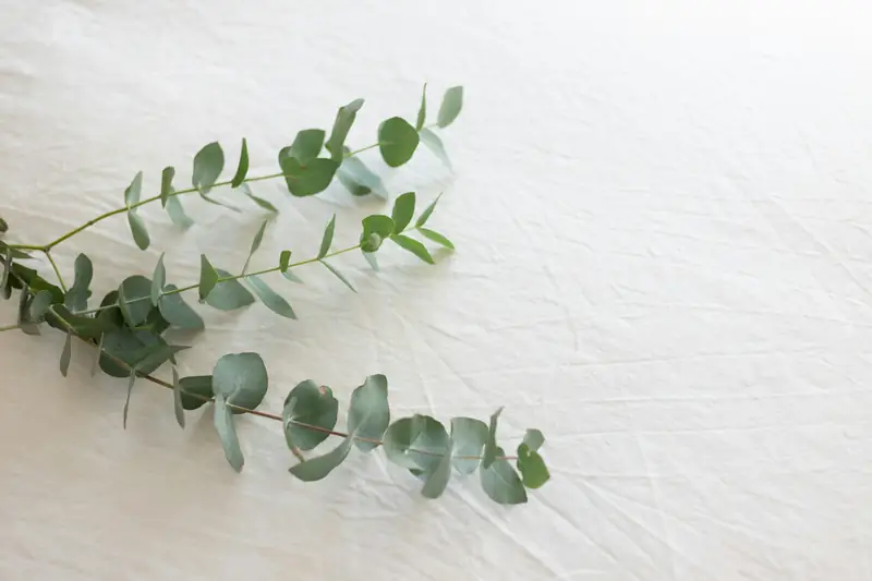 sprig of eucalyptus resting on white linen